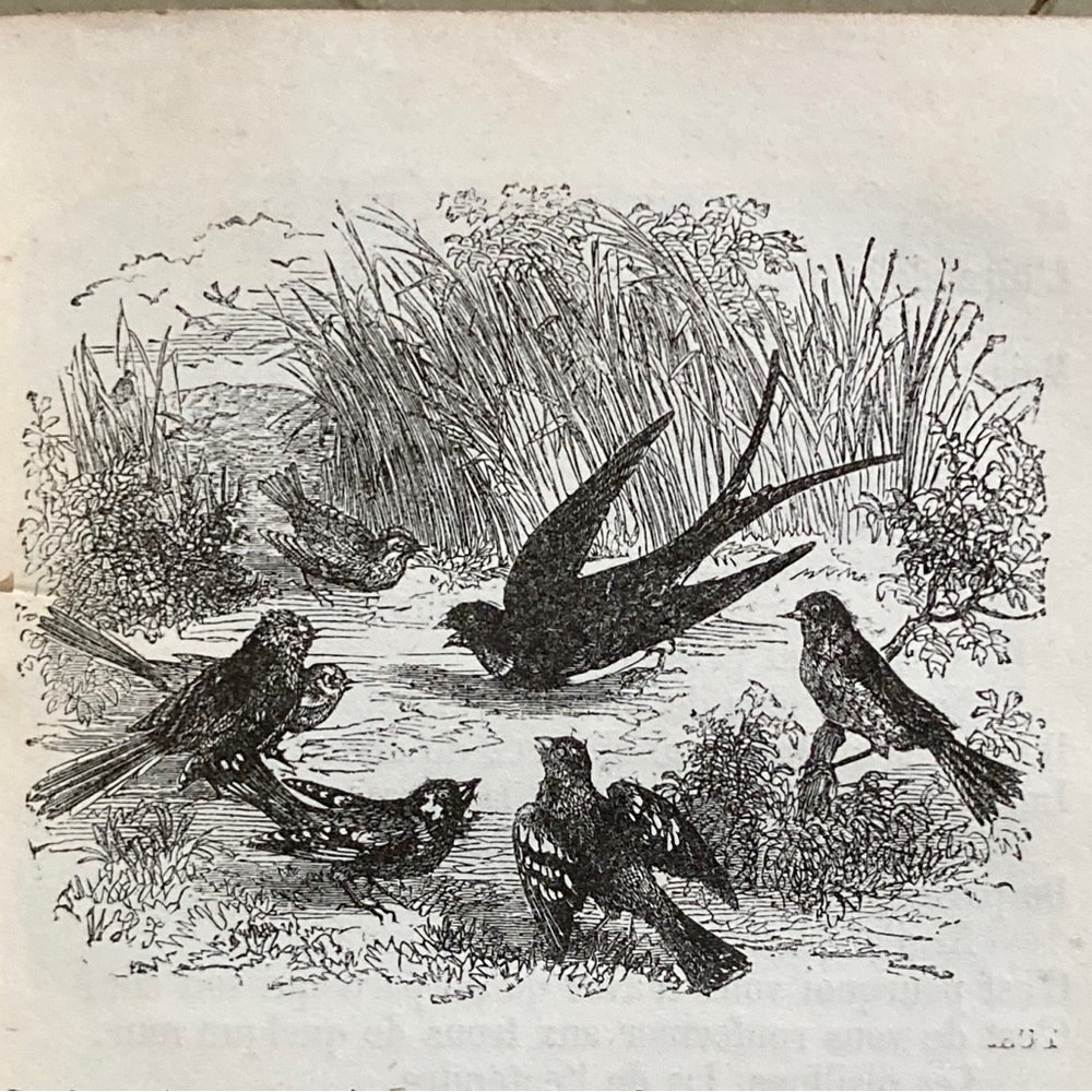 1870 Fables de J. de la Fontaine French Engravings Fiction Fox Rooster Horse - Picture 5 of 16